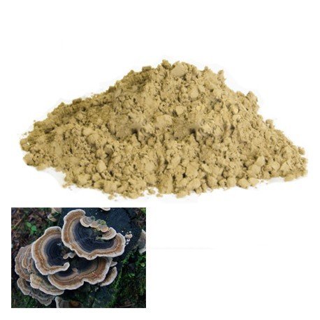 Trametes versicolor